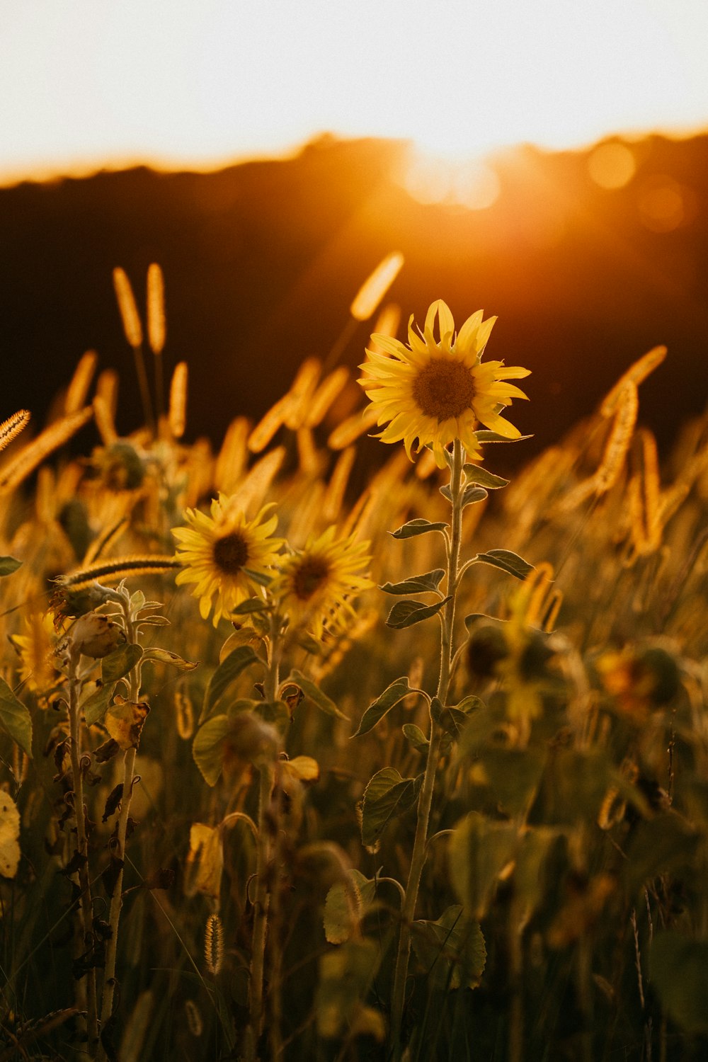 yellow flower in tilt shift lens