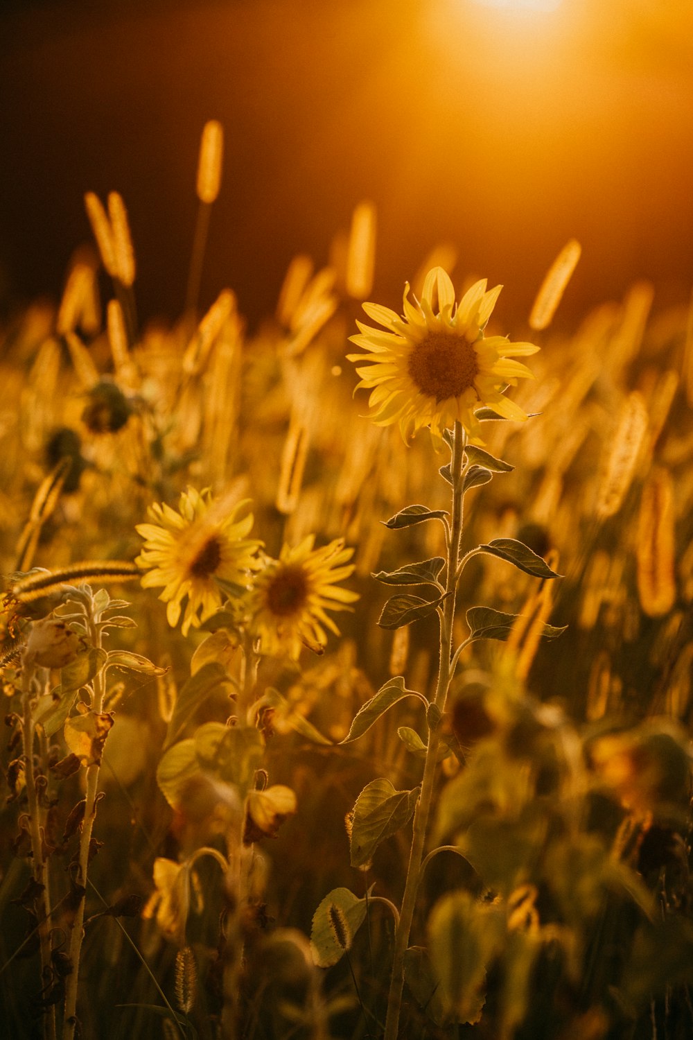 チルトシフトレンズの黄色と茶色の花