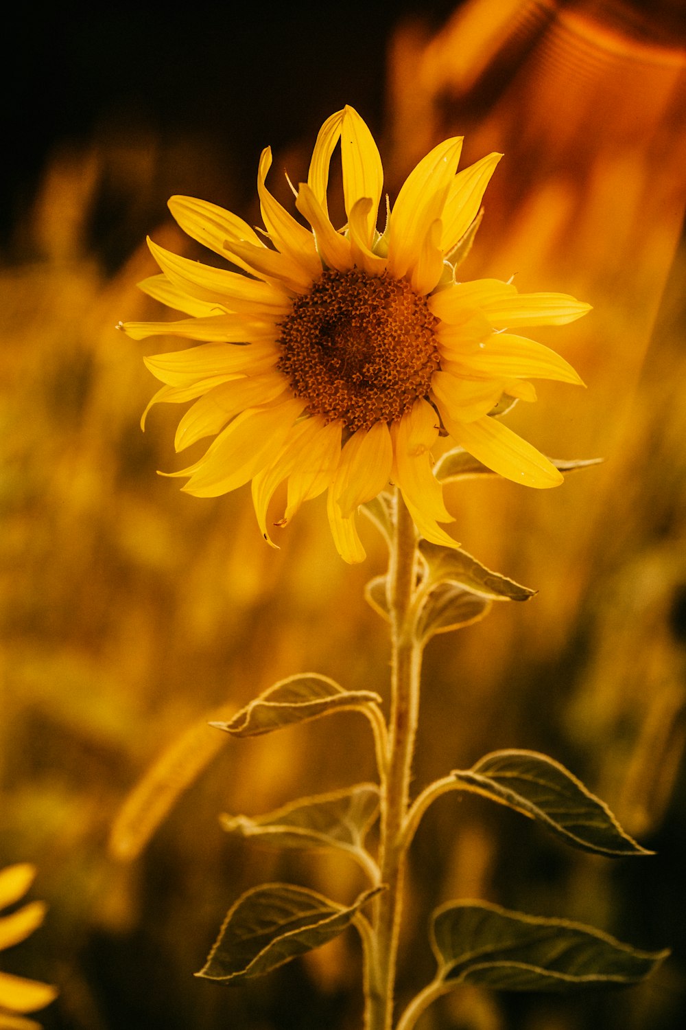 Girasol amarillo en fotografía de primer plano