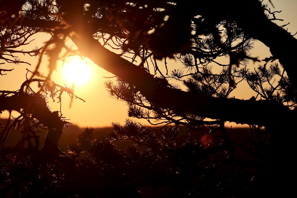 silhouette of trees during sunset