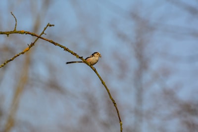 white and brown bird on brown tree branch