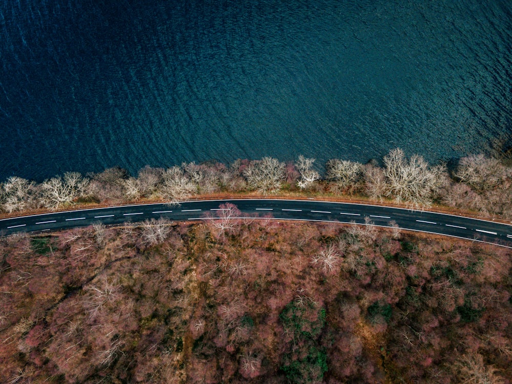 aerial view of green trees beside blue sea during daytime