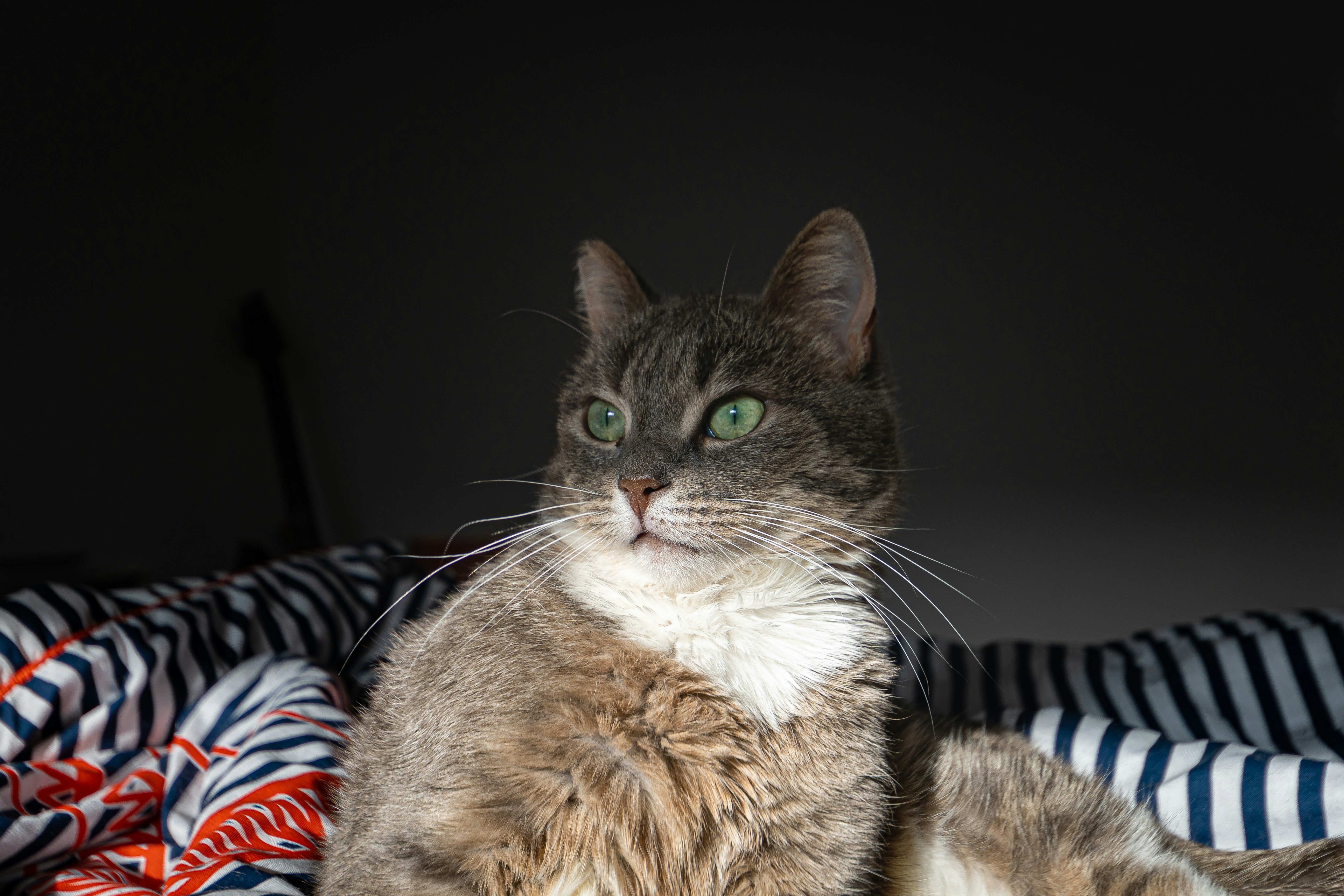 brown and white cat on black and white textile