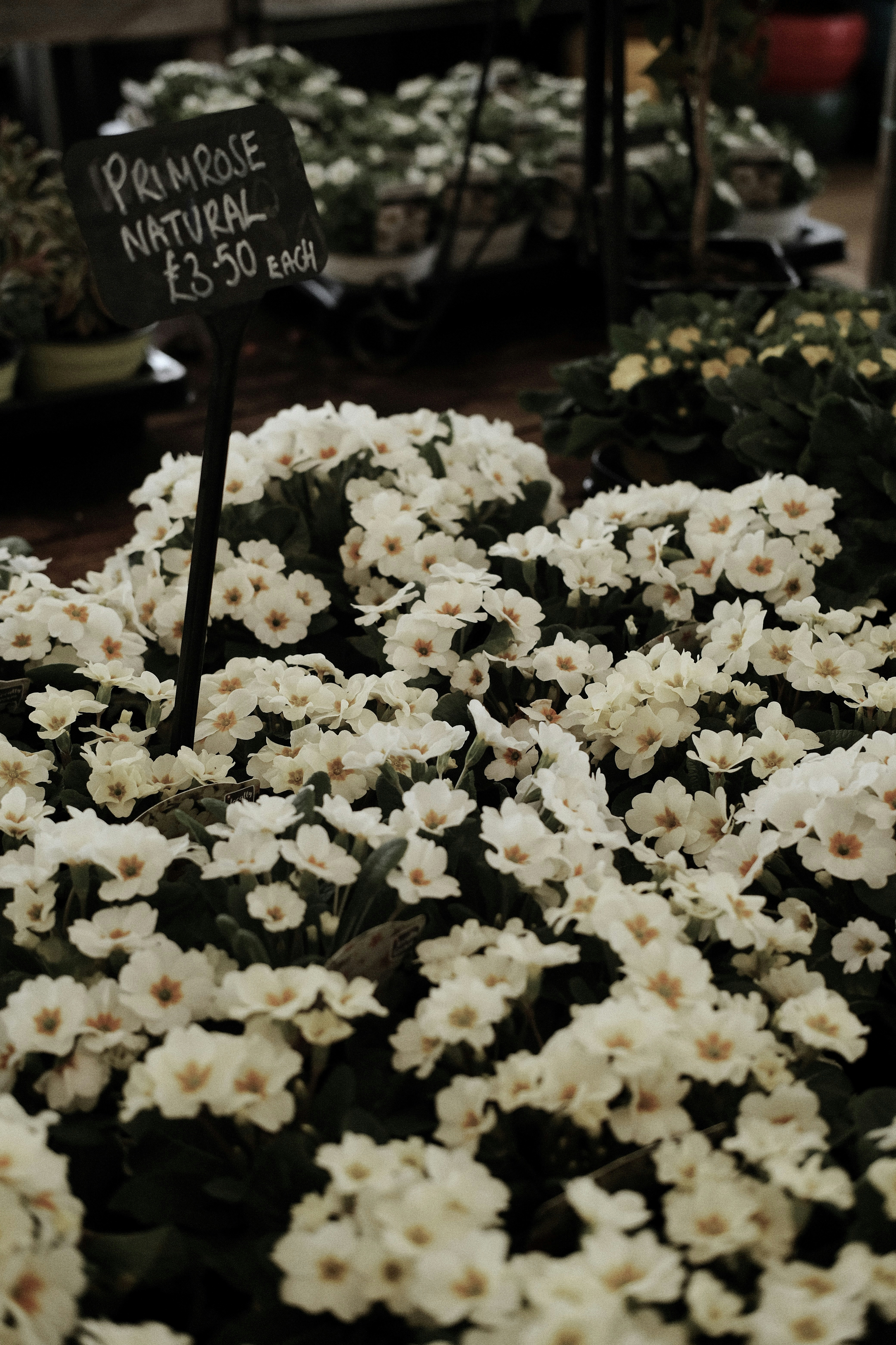 white flowers on brown wooden table