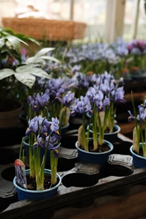 Several small pots filled with blooming purple irises are neatly arranged on a tray in a greenhouse or plant nursery. The plants are set against a backdrop of blurry greenery and a woven basket can be seen in the background. The atmosphere suggests a place dedicated to cultivating plants, with soft natural light filtering through the glass windows.