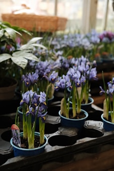 Several small pots filled with blooming purple irises are neatly arranged on a tray in a greenhouse or plant nursery. The plants are set against a backdrop of blurry greenery and a woven basket can be seen in the background. The atmosphere suggests a place dedicated to cultivating plants, with soft natural light filtering through the glass windows.