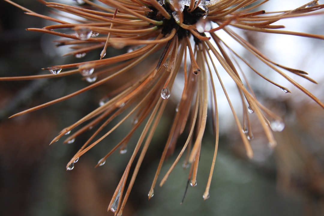 brown plant in macro lens