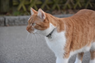 A ginger tabby cat with white markings is standing on a paved area. It has a focused gaze, a collar with a tag, and its ears are perked up.