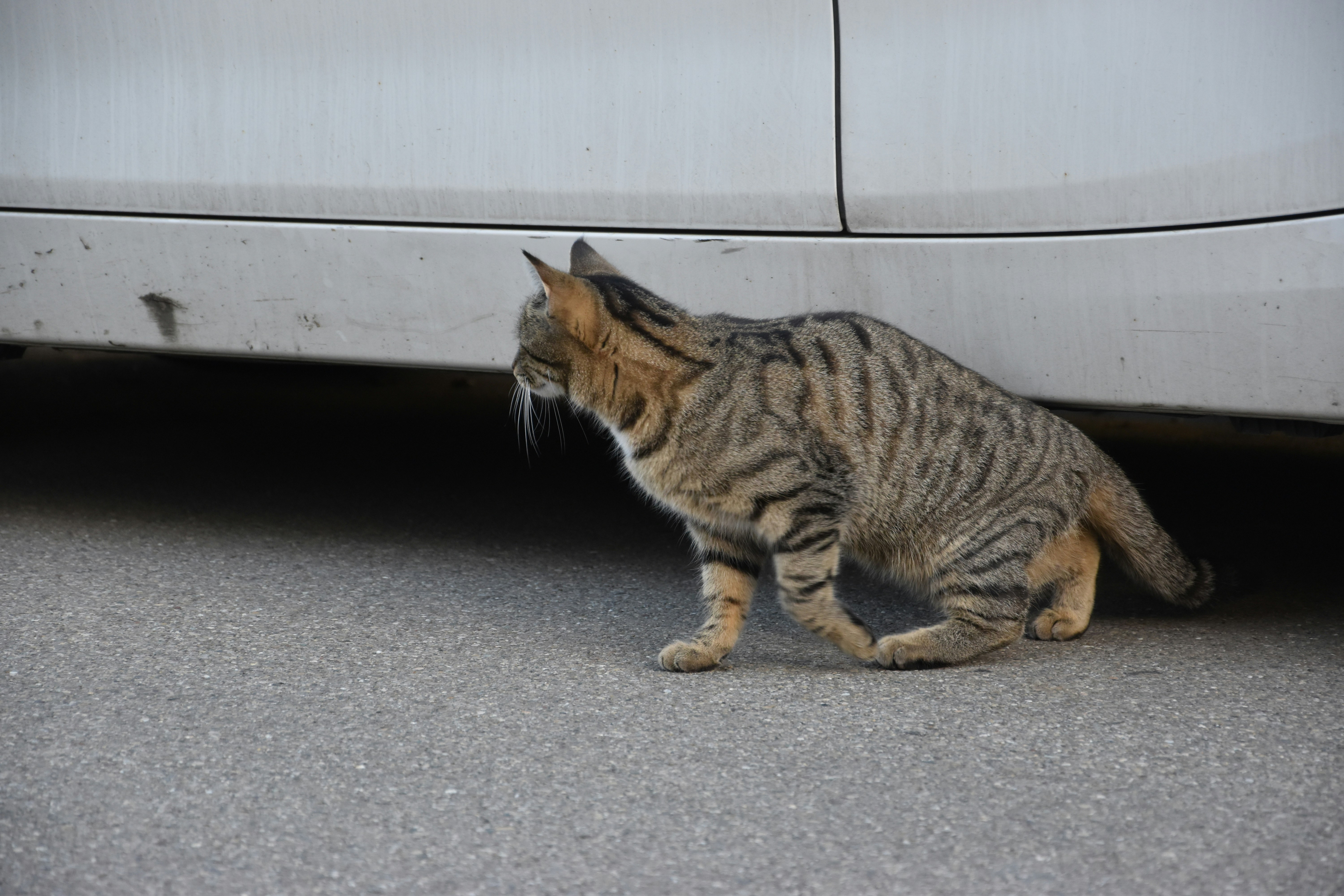 brown tabby cat on gray floor
