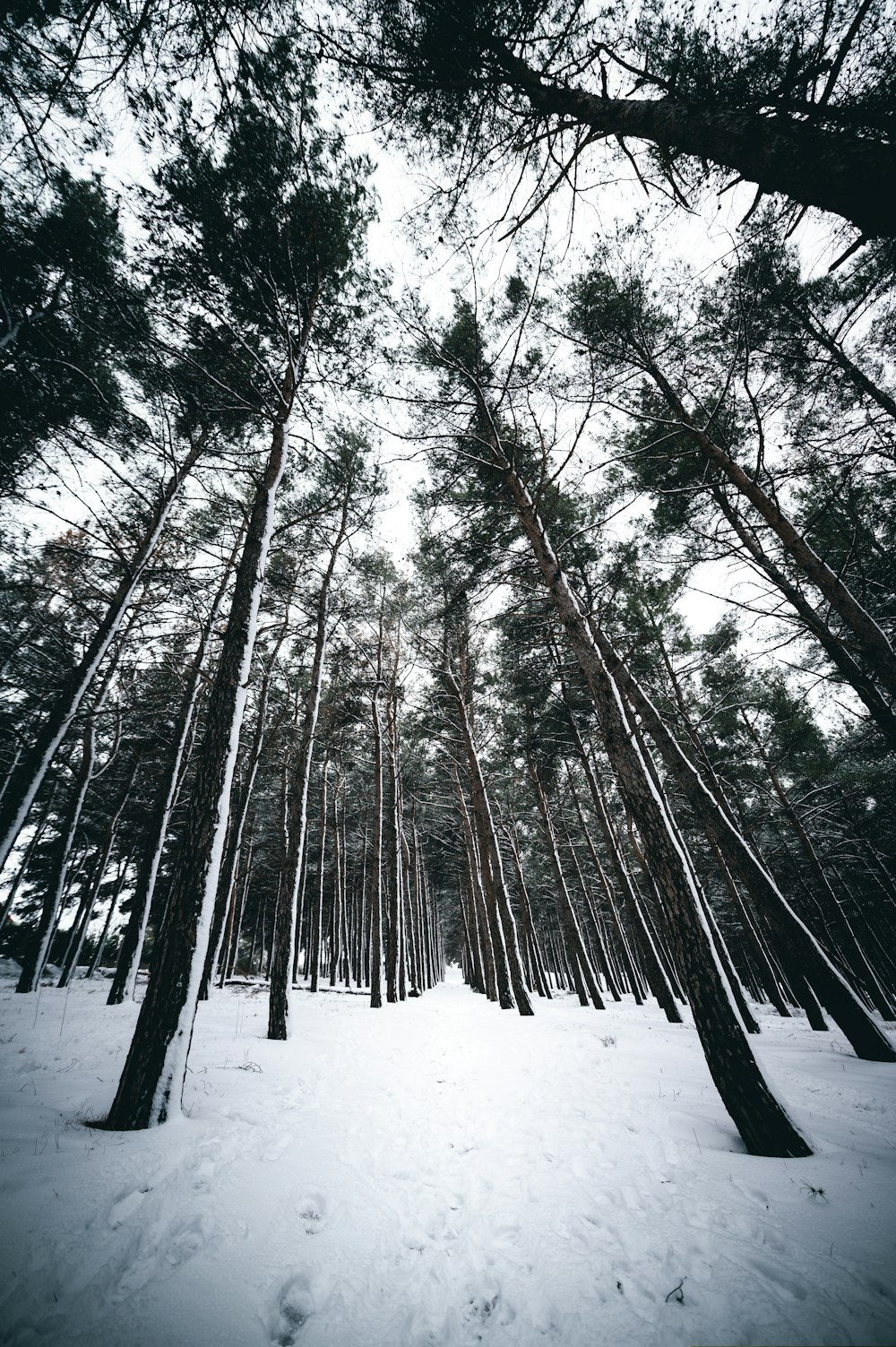 árvores marrons no solo coberto de neve durante o dia