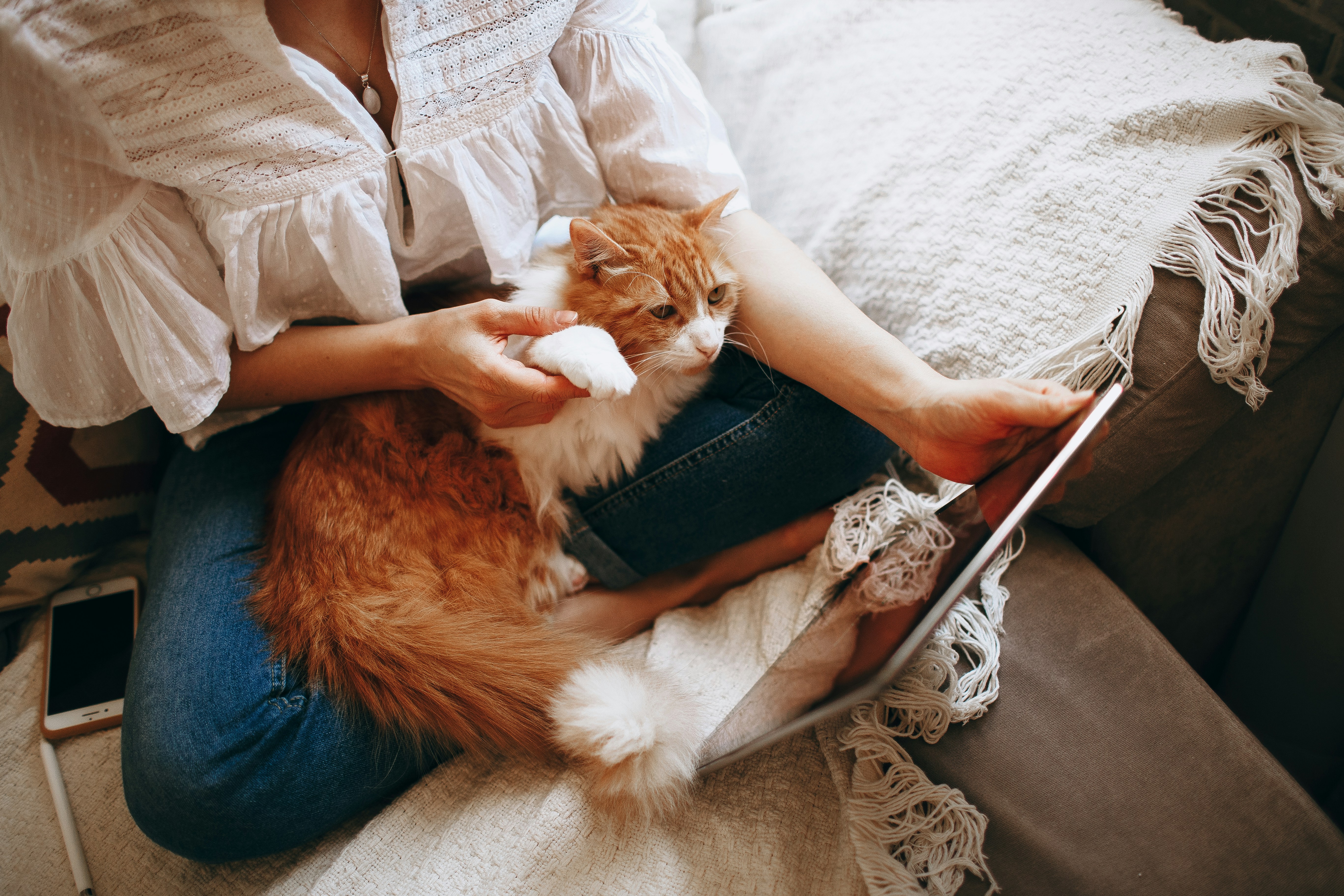 The Lap of Luxury (image credits: unsplash)