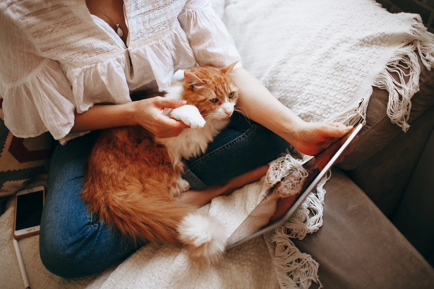 An orange and white tabby cat resting calmly on a person's lap