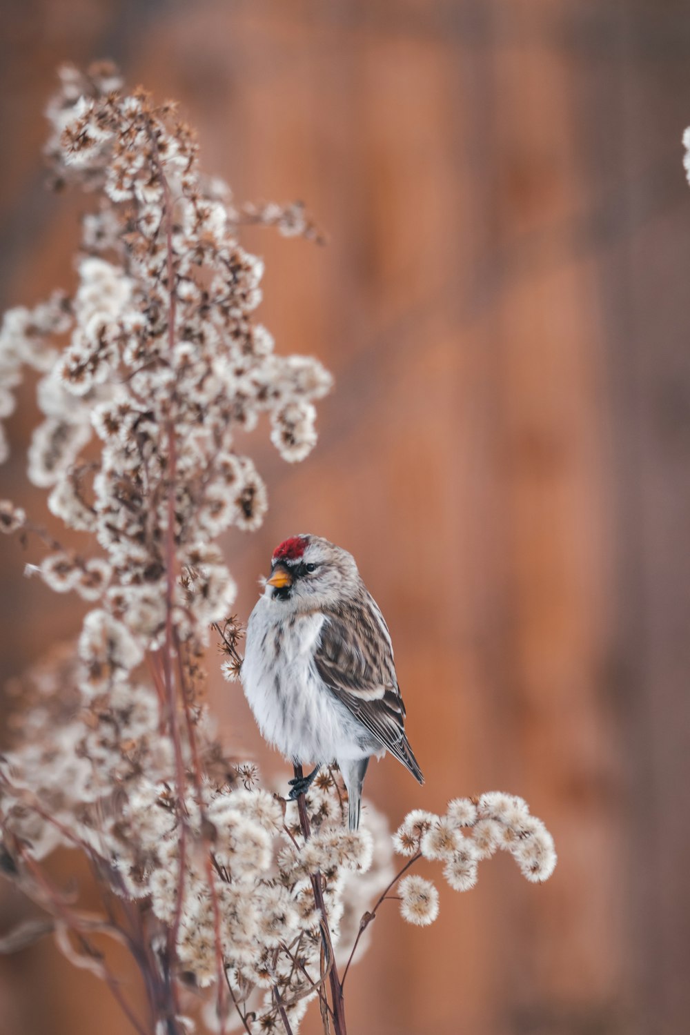 white and gray bird on brown tree branch