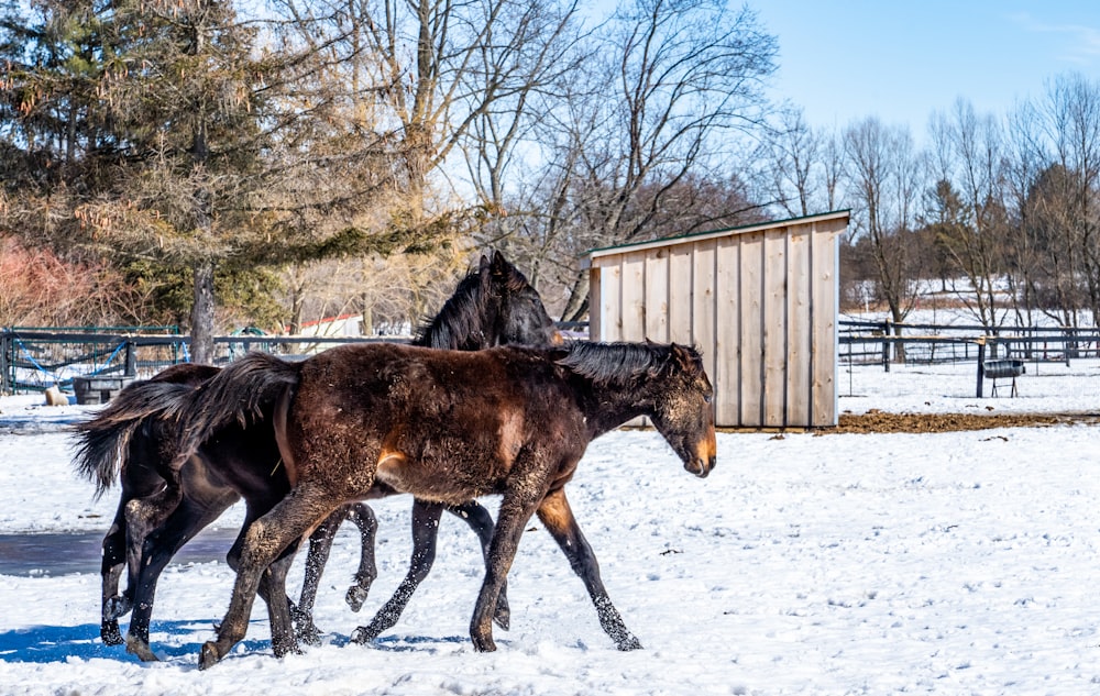 brown horse on snow covered ground during daytime