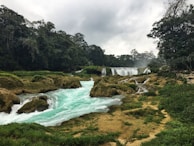 green trees near river under cloudy sky during daytime