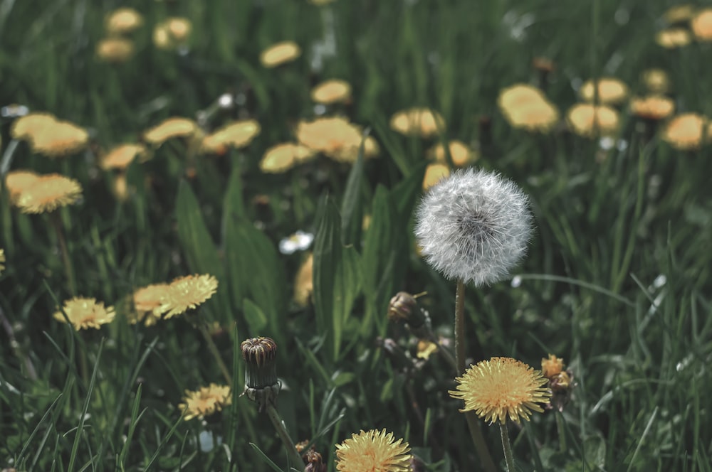 yellow and white flowers during daytime