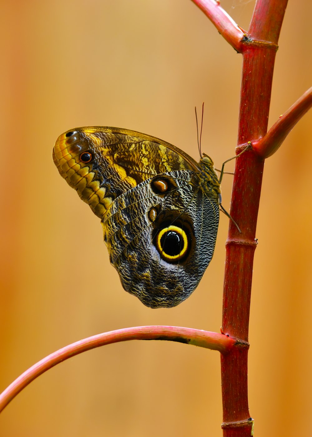 black and yellow butterfly perched on brown stick