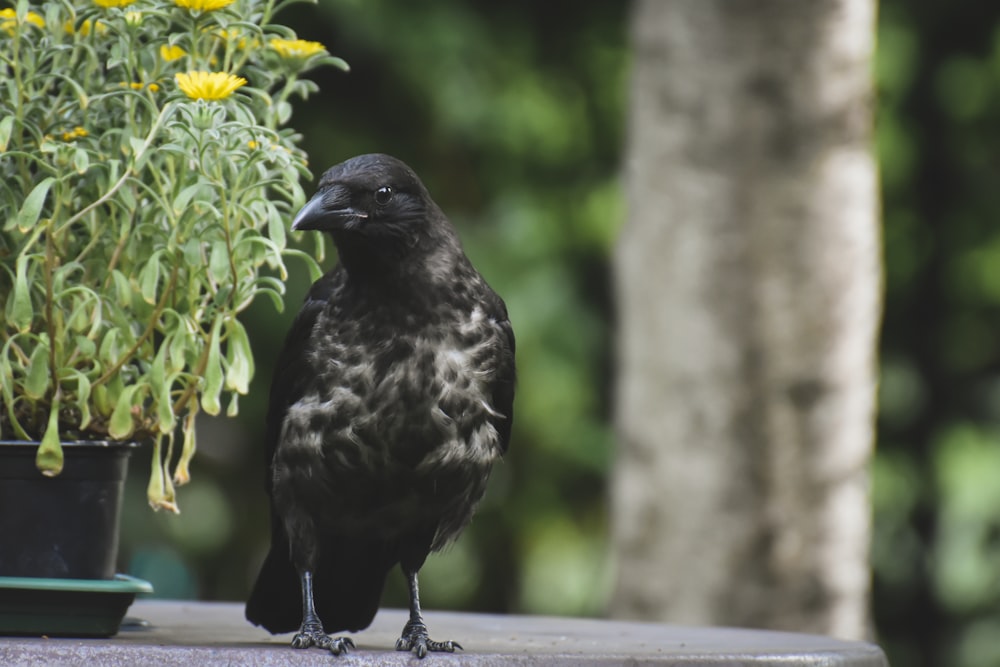 black crow on brown wooden fence