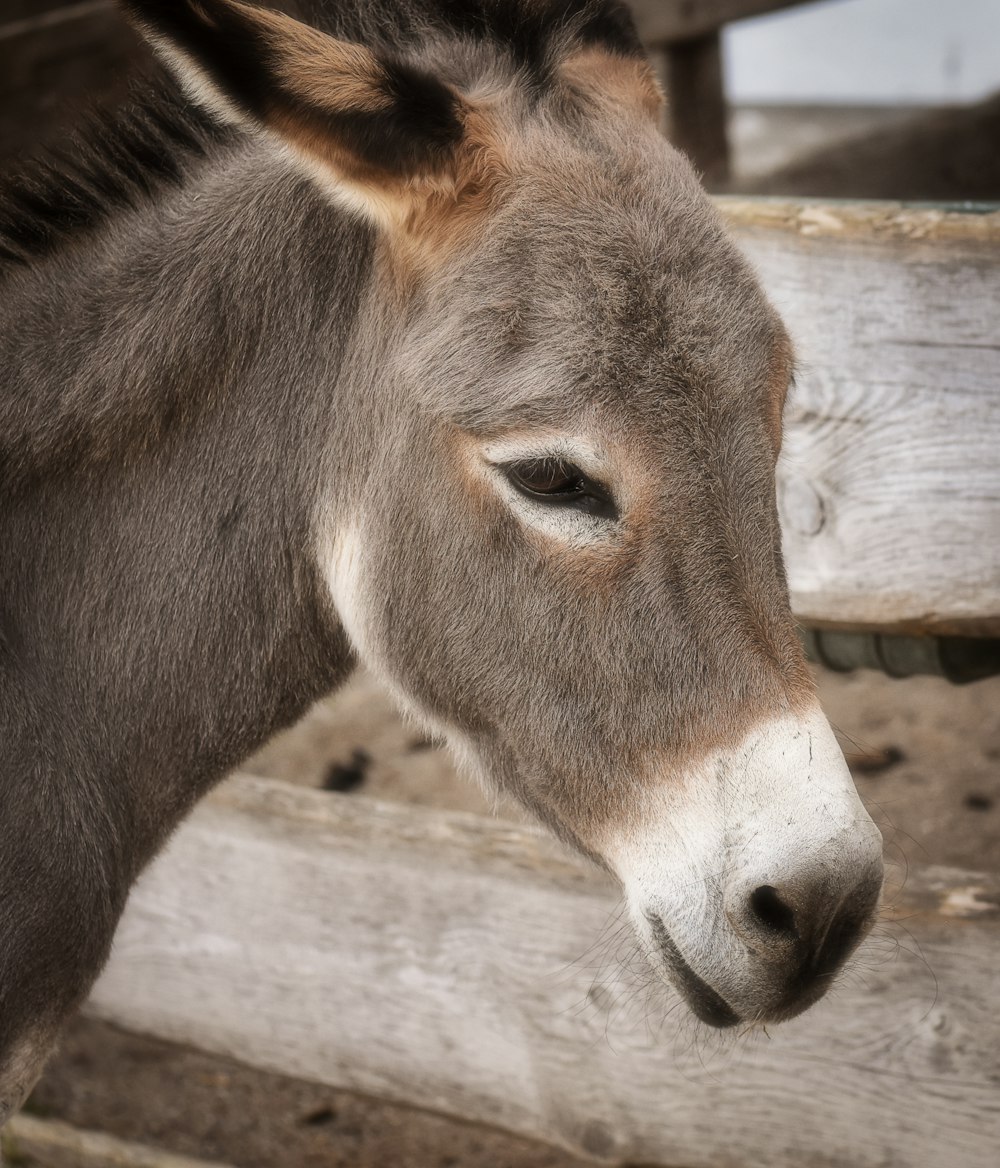 brown and white horse during daytime