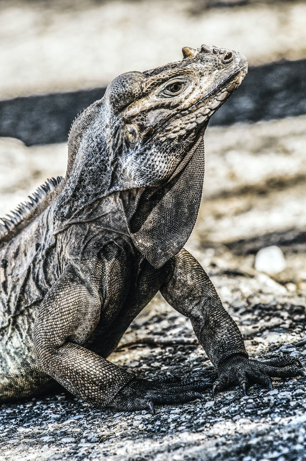 brown and black bearded dragon on brown soil during daytime