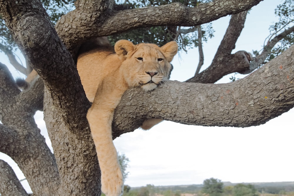 lionne brune sur une branche d’arbre brune pendant la journée