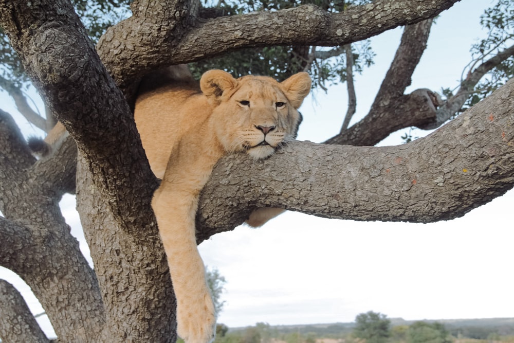 brown lioness on brown tree branch during daytime