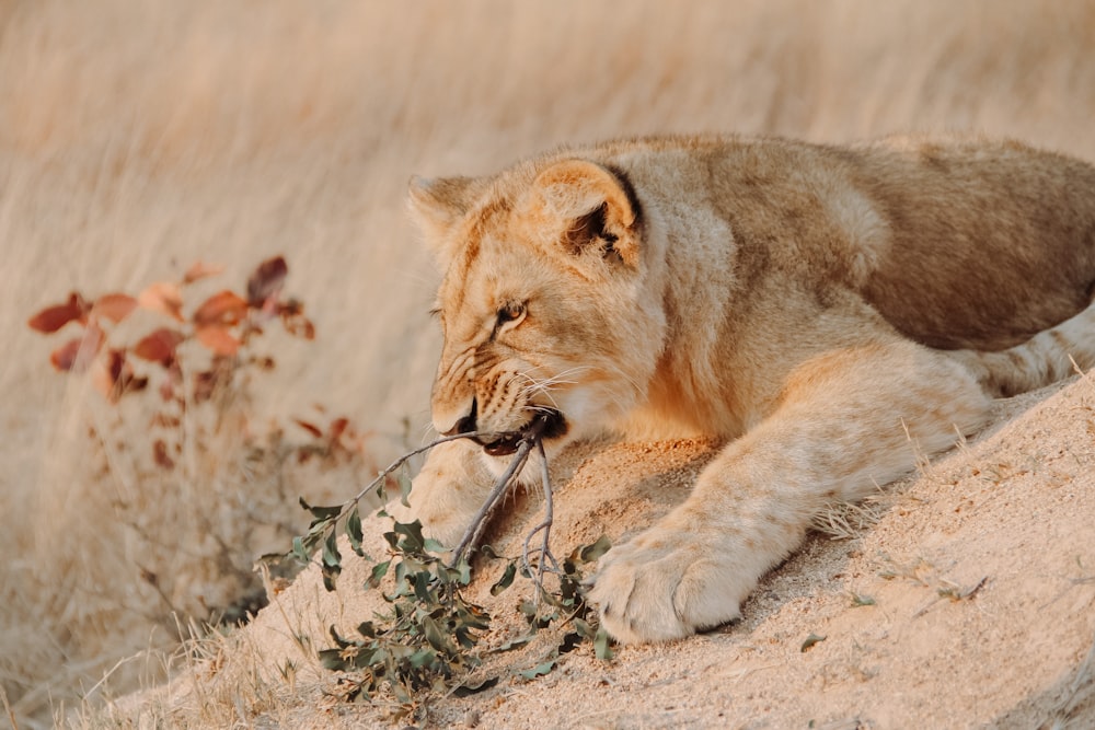 leonessa marrone sdraiata sul campo di erba marrone durante il giorno