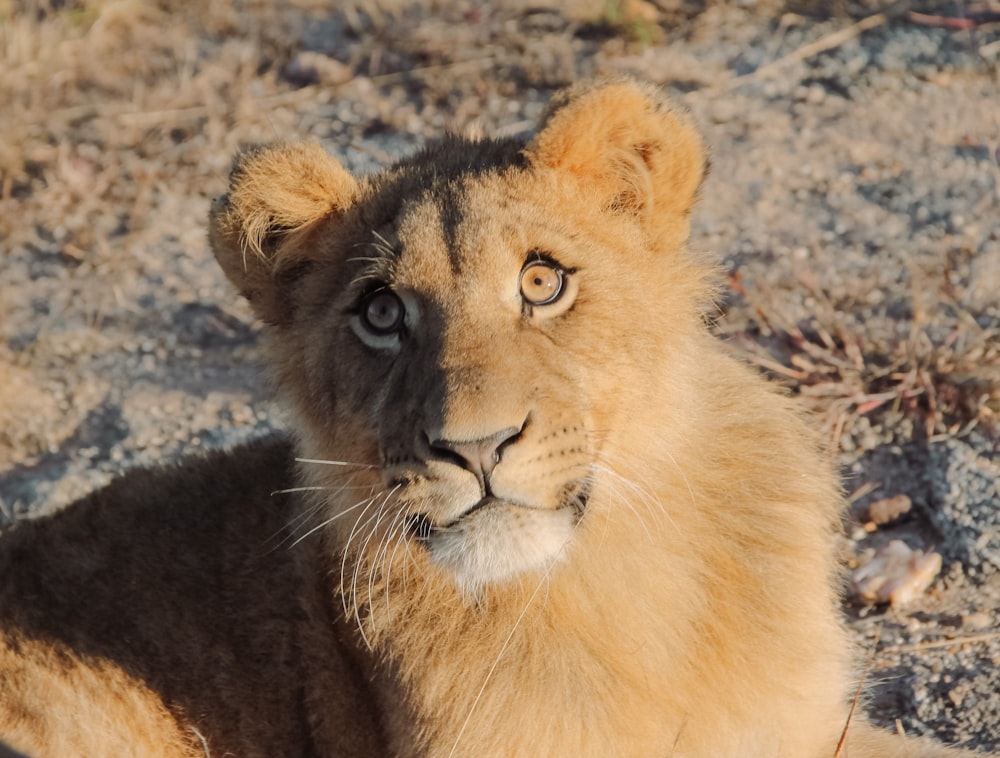 brown lion lying on ground during daytime