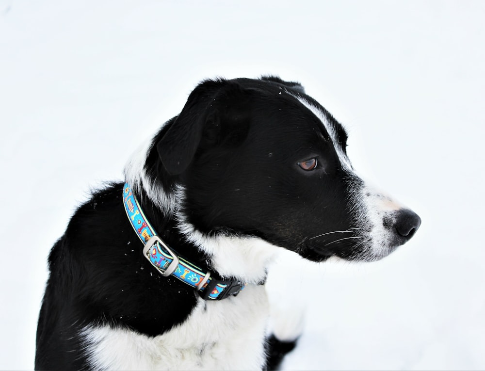 Perro de tamaño mediano de pelaje corto blanco y negro en suelo cubierto de nieve durante el día