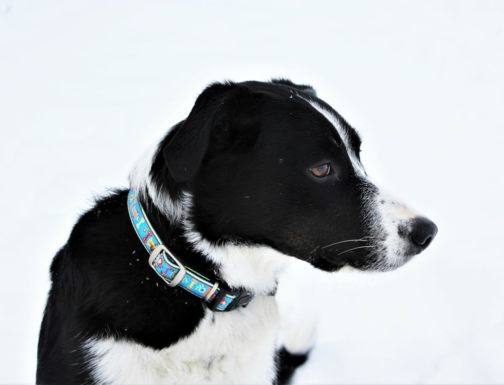 black and white short coat medium sized dog on snow covered ground during daytime