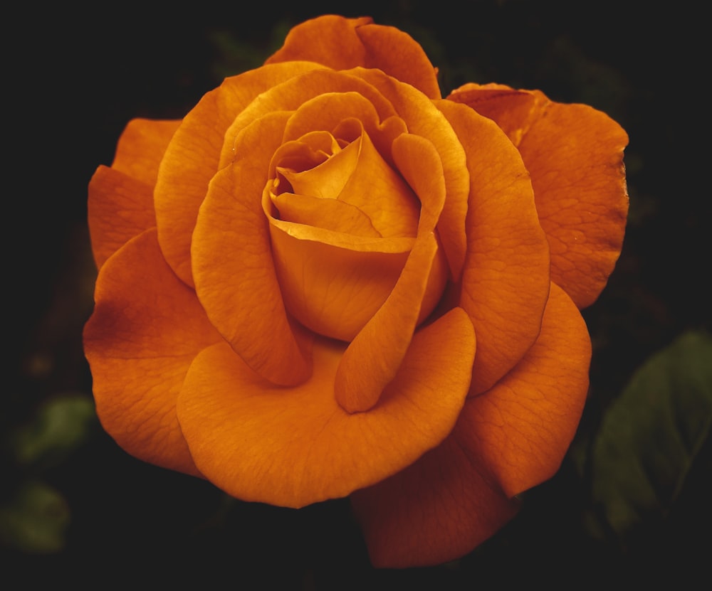 yellow rose in bloom close up photo