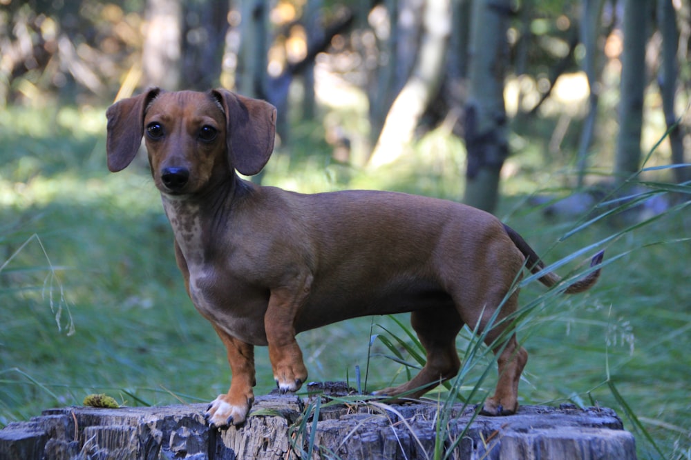 brown dachshund on green grass during daytime