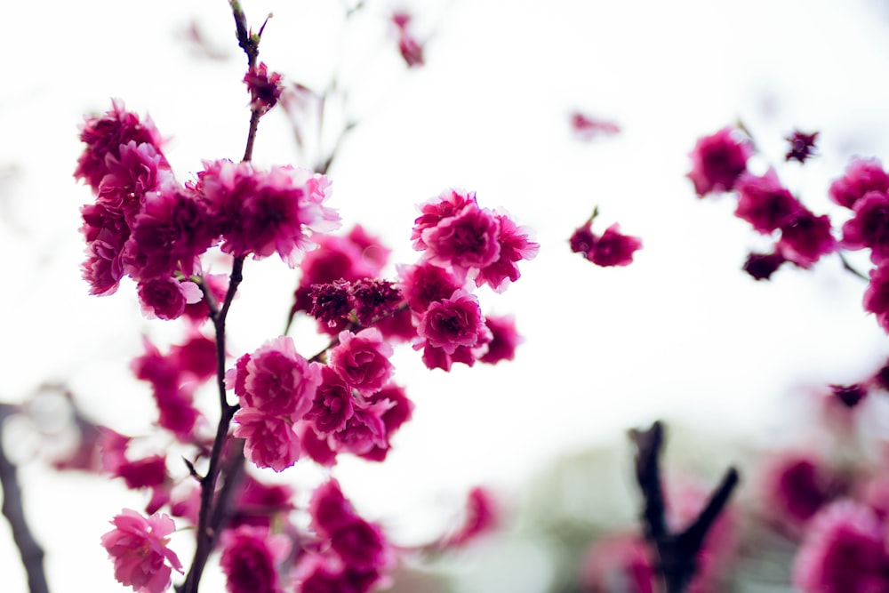 pink and white flower in tilt shift lens