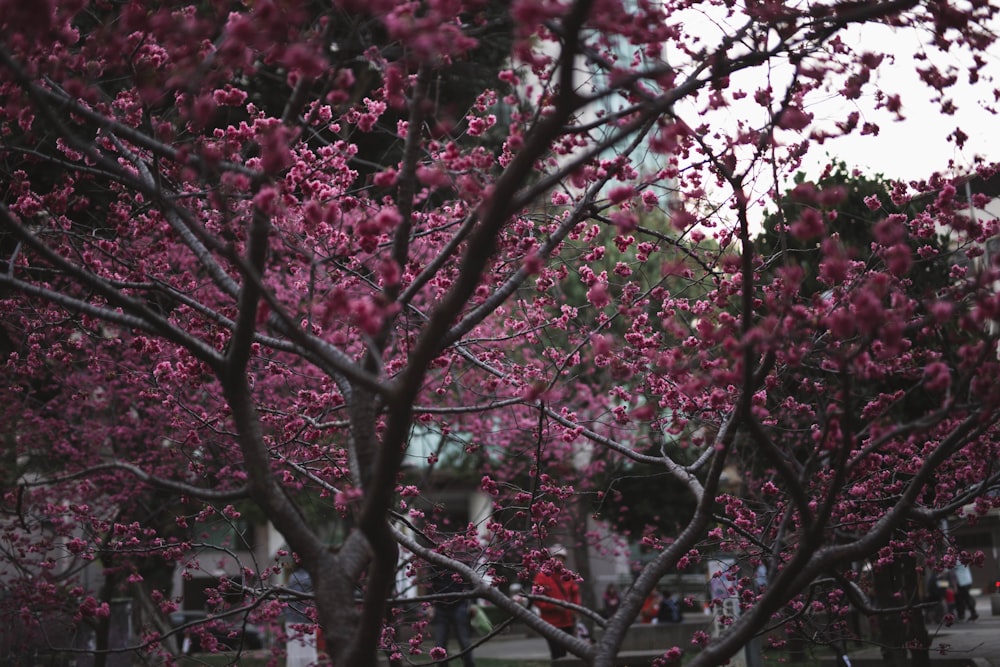 pink flowers on tree branch