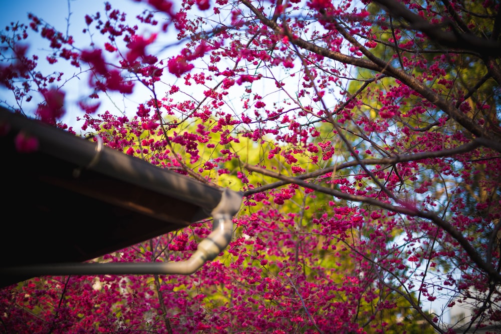 pink cherry blossom tree during daytime