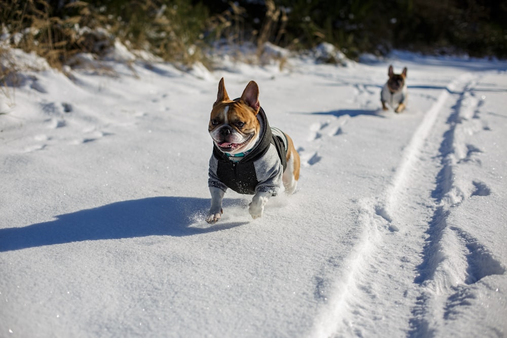 fawn pug running on snow covered ground during daytime