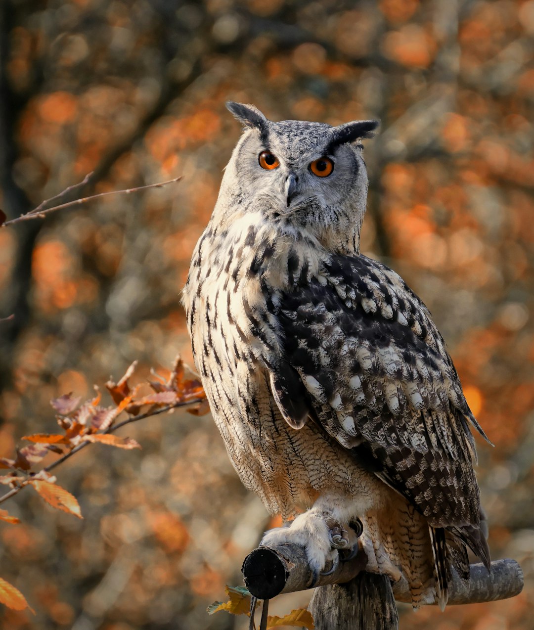  white and black owl on brown tree branch during daytime owl