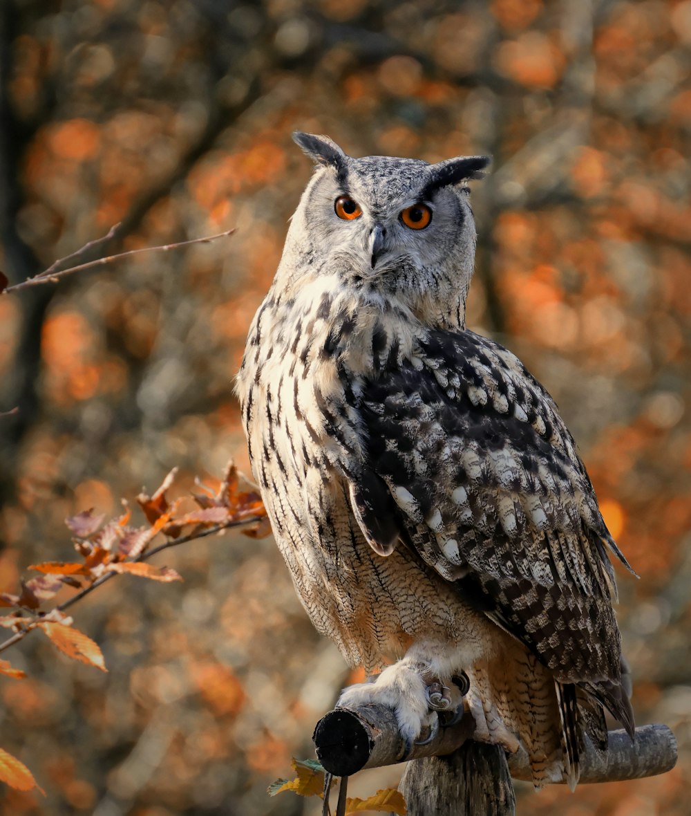 hibou blanc et noir sur une branche d’arbre brune pendant la journée