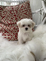 white long coat small dog on red and white textile