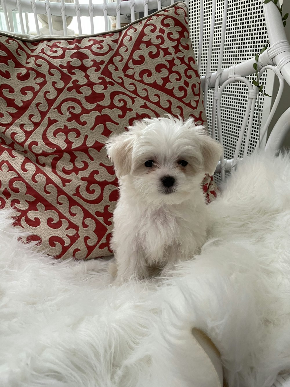 white long coat small dog on red and white textile