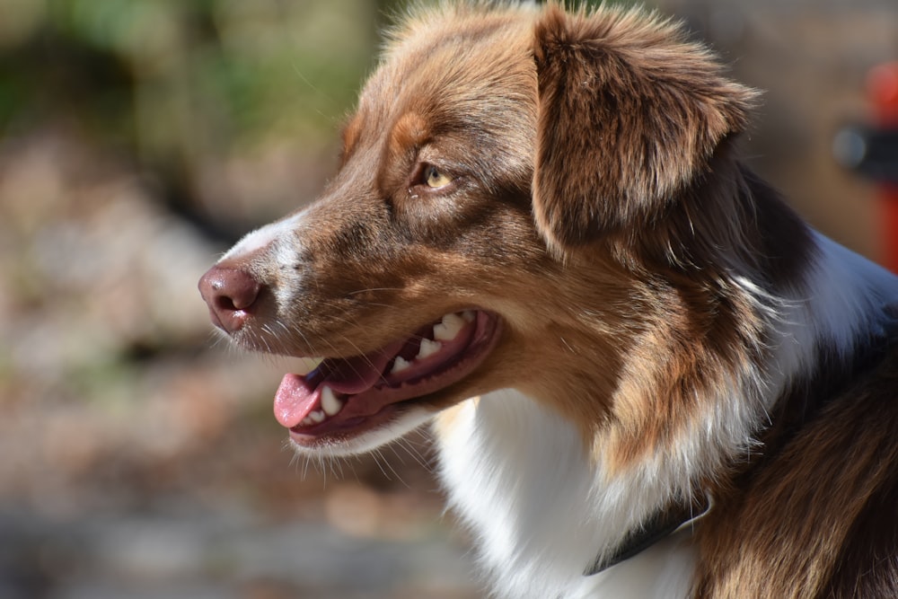 brown and white border collie