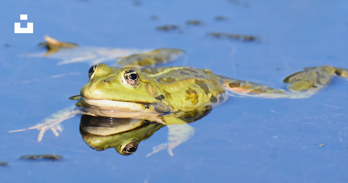 昼間の水の上の緑のカエルの写真 Unsplashで見つける両生類の無料写真 昼間の水の上の緑のカエルの写真 Unsplashで見つける両生類の無料写真