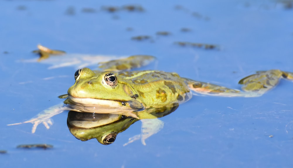 green frog on water during daytime