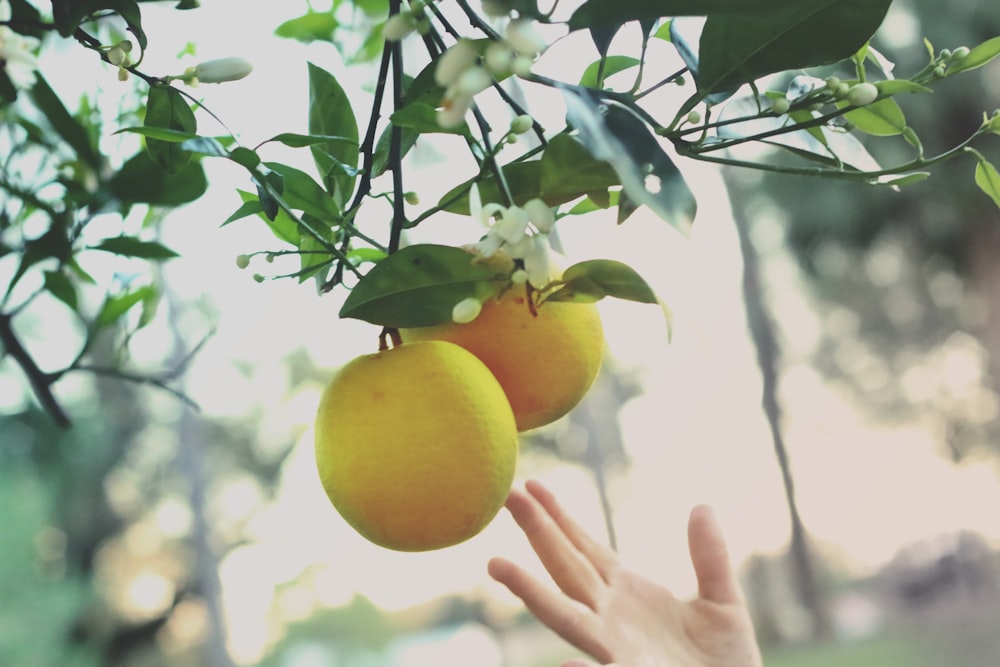 fruta amarilla del limón en la mano de las personas