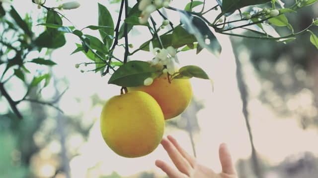 Fruit Picking