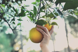 person holding yellow round fruit