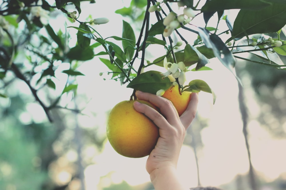 person holding yellow round fruit