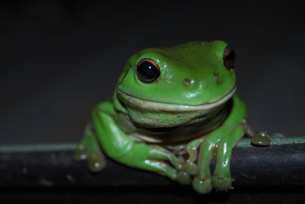 green frog on black surface