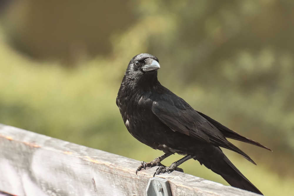 black bird on brown wooden surface during daytime
