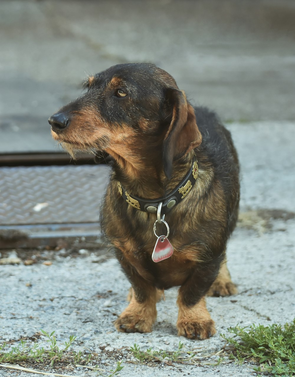 brown and black short coated dog